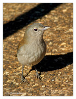 Whistlers (Pachycephalidae)