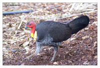 Megapodes (Megapodidae)
