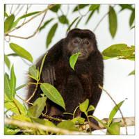 Primates (Primates)