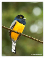 Trogons (Trogonidae)