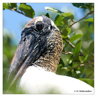 Storks (Ciconiidae)