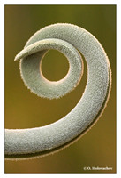 Plant alphabet