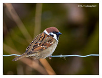 Sparrows (Passeridae)