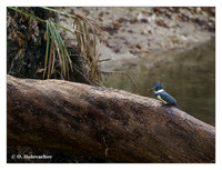 Kingfishers (Alcedinidae)