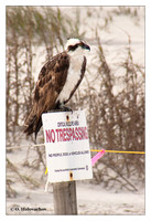 Ospreys (Pandionidae)