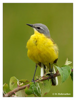 Wagtails (Motacillidae)