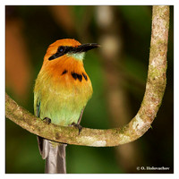 Momots (Momotidae)