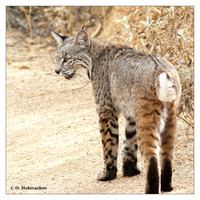 Carnivores (Carnivora)