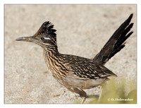 Cuckoos (Cuculidae)