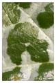 A - Silybium marianum