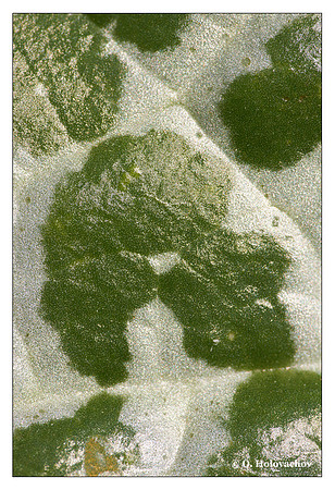 A - Silybium marianum