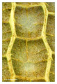 H - Victoria amazonica