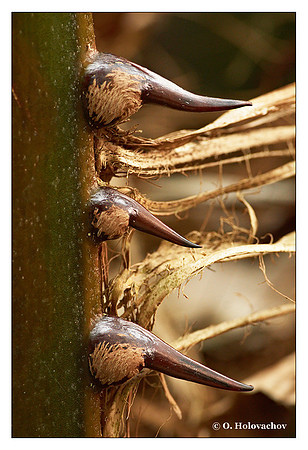 E - Livistona saribus