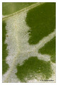 K - Silybium marianum