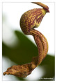 S - Aristolochia labiata