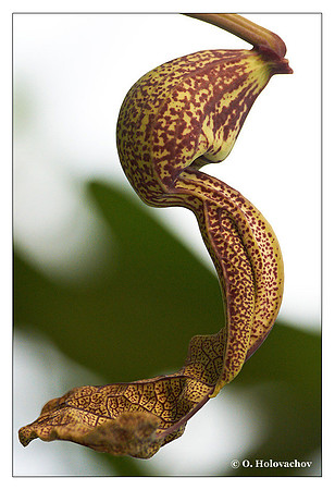 S - Aristolochia labiata