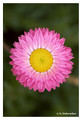 O - Rhodanthe chlorocephala