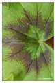 C - Pelargonium sp