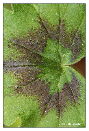 C - Pelargonium sp