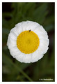 O - Rhodanthe chlorocephala