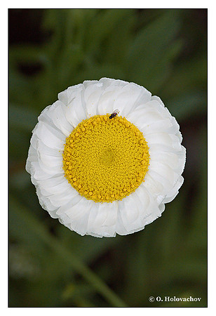 O - Rhodanthe chlorocephala