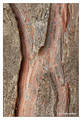H - Chamaecyparis jawsoniana