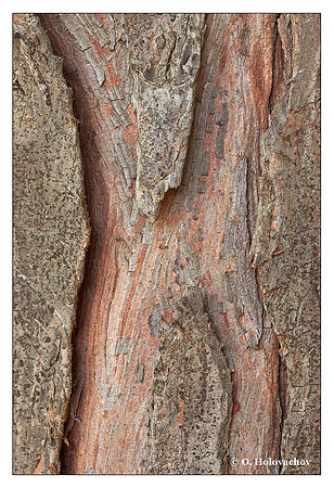 H - Chamaecyparis jawsoniana
