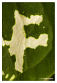 F - Caladium humboldtii
