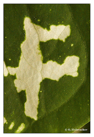 F - Caladium humboldtii