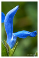 L - Salvia patens