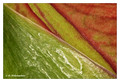 Hyppeastrum sp. at 3X magnification