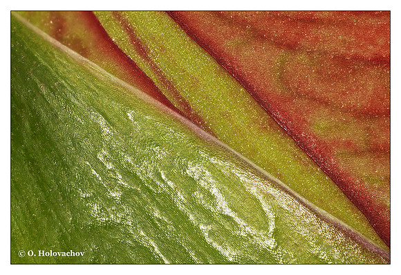 Hyppeastrum sp. at 3X magnification