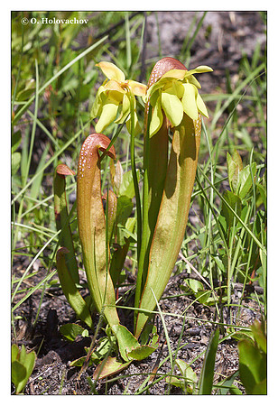 Yellow Pitcher Plant (Sarracenia flava) from Okefenokee National Wildlife Refuge, Georgia, USA