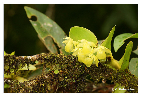 Unidentified orchid from La Selva, Costa Rica