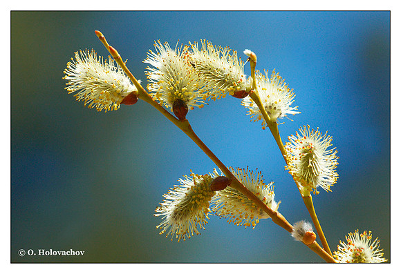 Willow (Salix sp.) from San Bernardino National Forest, California, USA