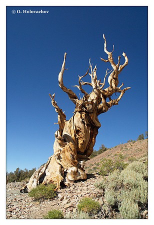 Bristlecone Pine (Pinus longaeva) from Ancient Bristlecone Pine Forest, California, USA