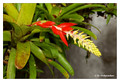 Unidentified bromelia from La Selva, Costa Rica