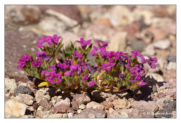 Purple Mat (Nama sp.) from Death Valley National Park, California, USA