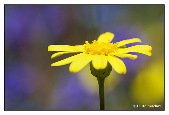Unidentified plant from Shipley-Skinner Reserve, California, USA
