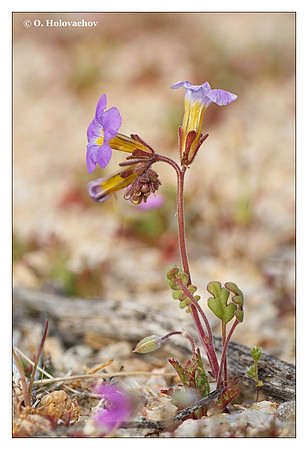 Fremont's Phacelia (Phacelia fremontii) from Mojave Desert State Preserve, California, USA