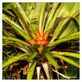 Unidentified bromelia from La Selva, Costa Rica