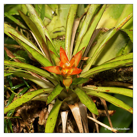 Unidentified bromelia from La Selva, Costa Rica