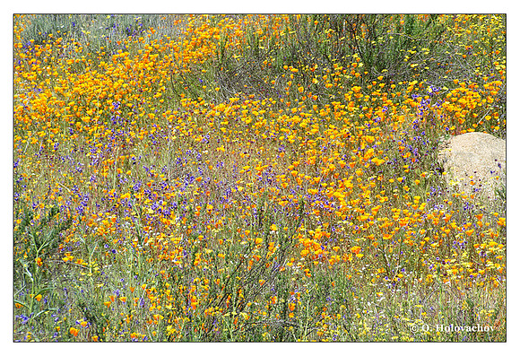 Wildflowers, Shipley-Skinner Reserve, California, USA