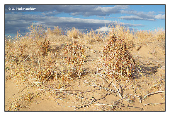 Unidentified plant from Mojave Desert State Preserve, California, USA