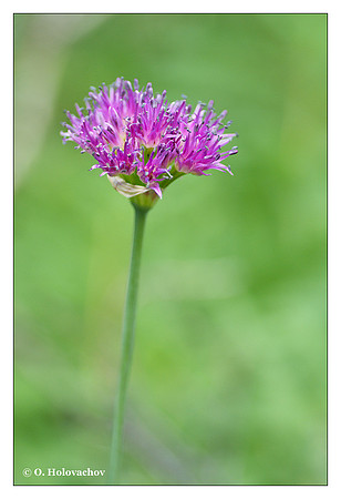 Unidentified plant from Rock Creek, Inyo National Forest, California, USA
