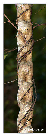 Vine plant from Palo Verde, Costa Rica