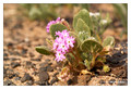 Desert sand-verbena (Abronia villosa) from Amboy Crater, California, USA