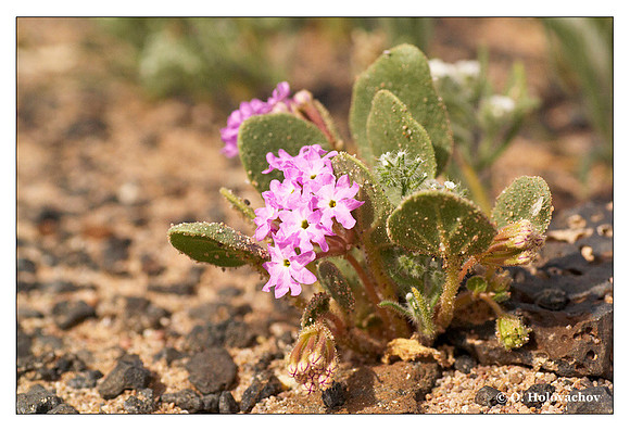 Desert sand-verbena (Abronia villosa) from Amboy Crater, California, USA