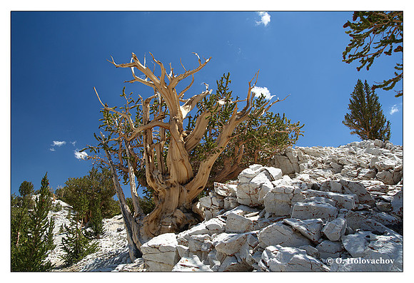 Bristlecone Pine (Pinus longaeva) from Ancient Bristlecone Pine Forest, California, USA