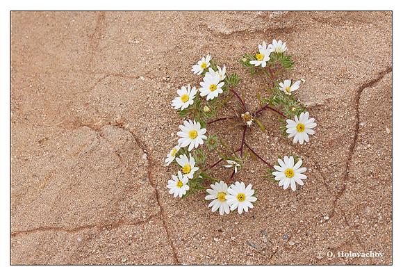 Desert Star (Monoptilon bellioides) from Mecca Hills, California, USA